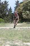 CANE CORSO 039